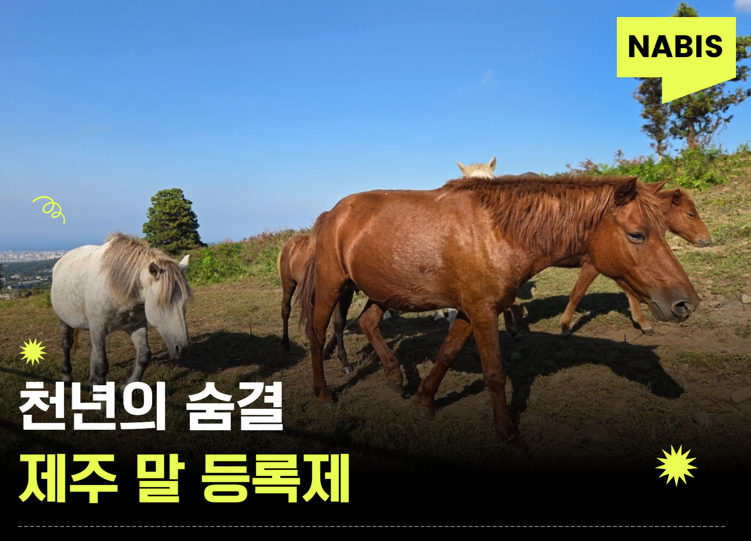 천년의 숨결에 새긴 과학적 족보, '제주 말 등록제'